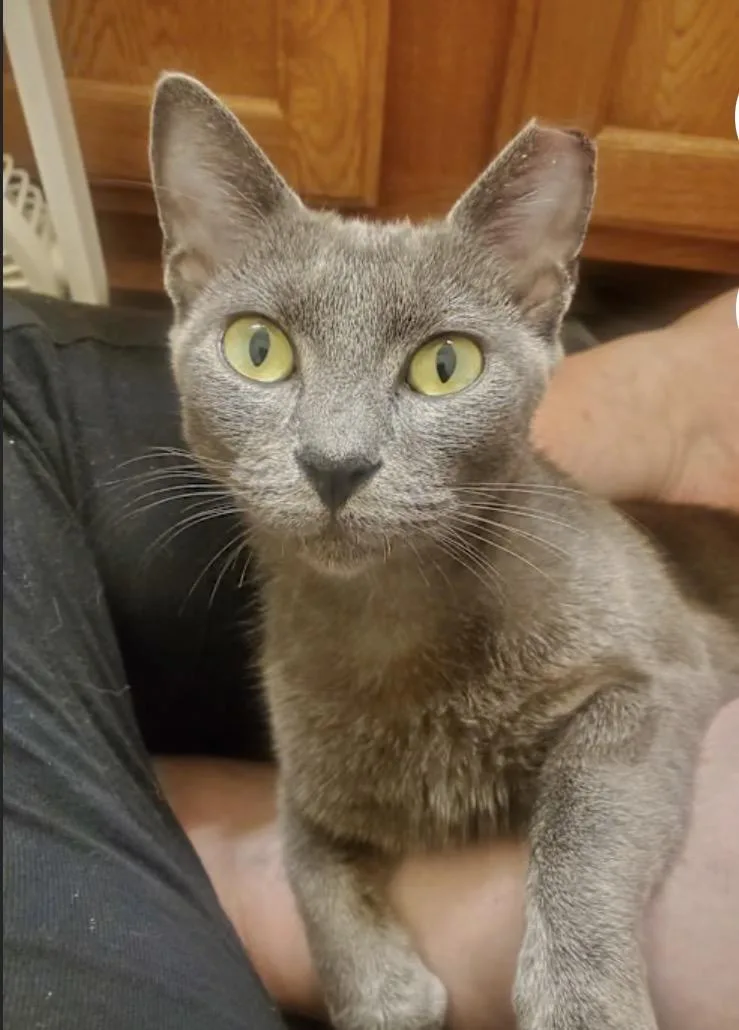 An adult medium-sized female Gray / Blue / Silver Domestic Short Hair cat named Graphite for adoption in York, PA