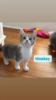 A baby medium-sized male Gray & White Domestic Short Hair cat named Monkey for adoption in Spring Lake, NJ