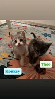 Monkey thumbnail 3