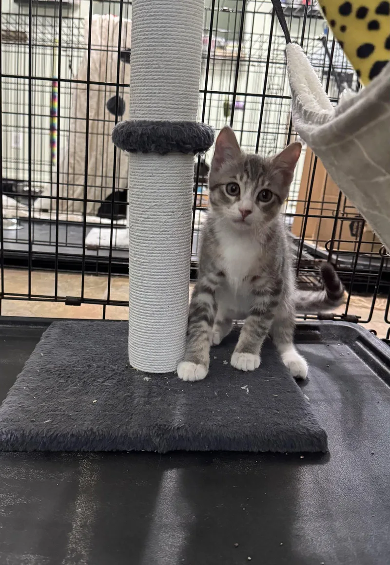 A baby medium-sized male Gray / Blue / Silver Domestic Short Hair cat named Finn for adoption in Oviedo, FL