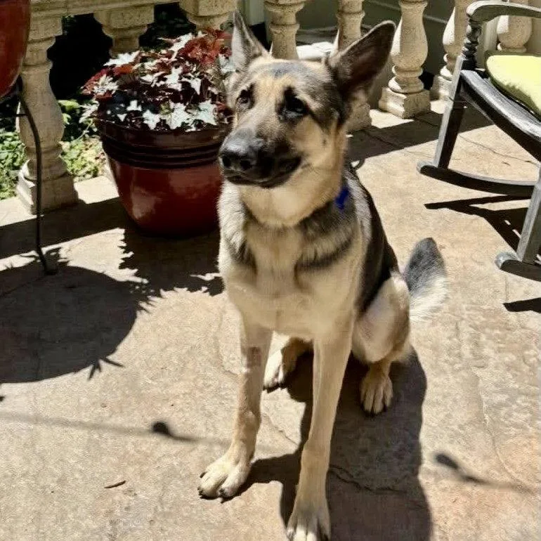 An adult large-sized male German Shepherd Dog dog named Duke for adoption in Hillsborough , NC