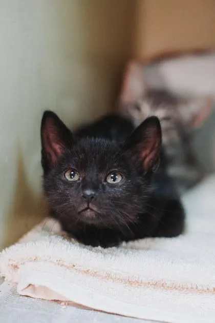 A baby small-sized male Domestic Short Hair cat named A Jupiter Dolittle`s West for adoption in North Charleston, SC