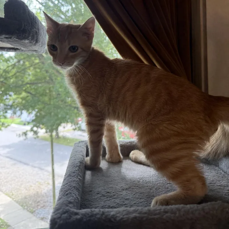 A young small-sized male Orange / Red Domestic Short Hair cat named Lincoln for adoption in Granville, OH