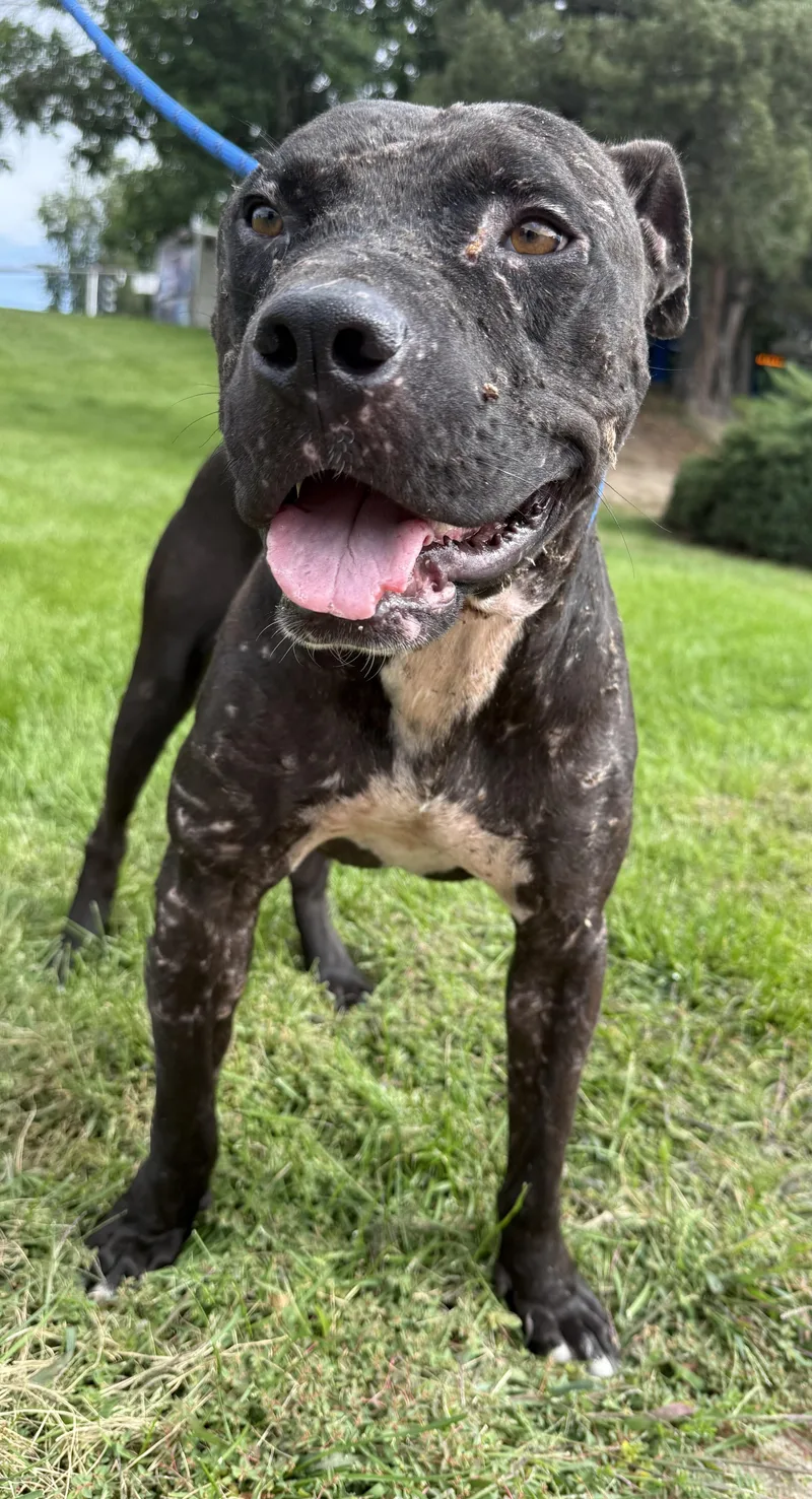 Midnight thumbnail 2