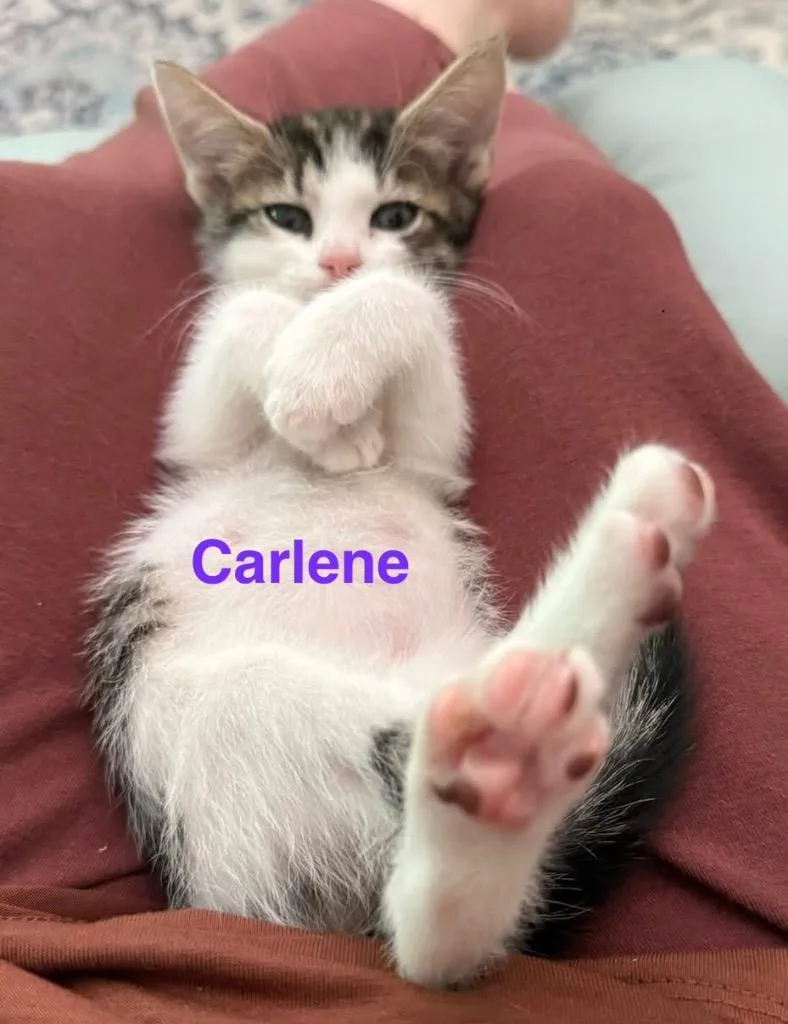 A baby medium-sized female Domestic Short Hair cat named Carlene for adoption in New Bern, NC