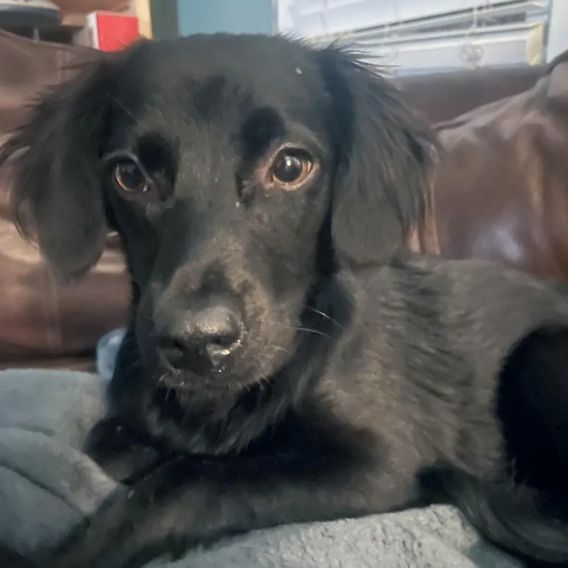 A young small-sized female Spaniel dog named Larmor for adoption in Wake Forest, NC
