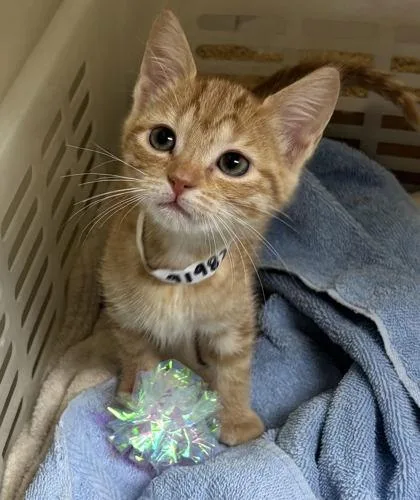 A baby small-sized female Domestic Short Hair cat named A Louisepetco West Ashley for adoption in North Charleston, SC