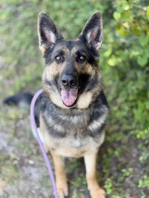 An adult large-sized female German Shepherd Dog dog named Goofy Goober for adoption in Fort Walton Beach, FL