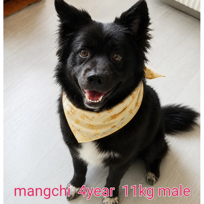 Mangchi