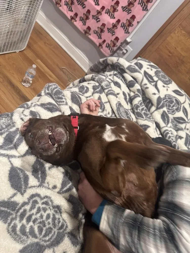 Brownie thumbnail 2