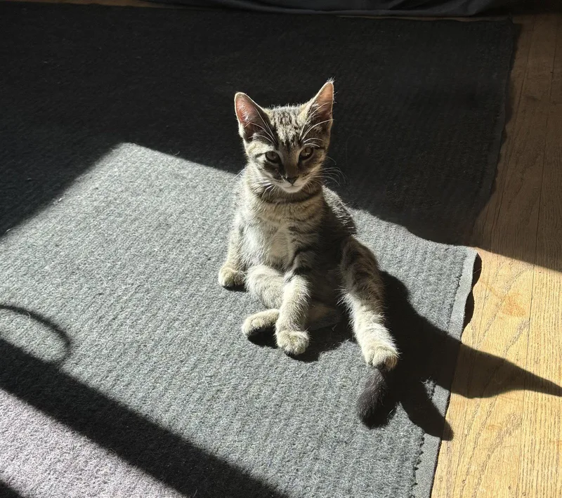 A baby medium-sized female Domestic Short Hair cat named Mocha for adoption in Rochester, NY