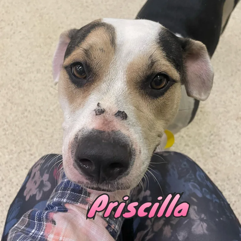 Priscilla
