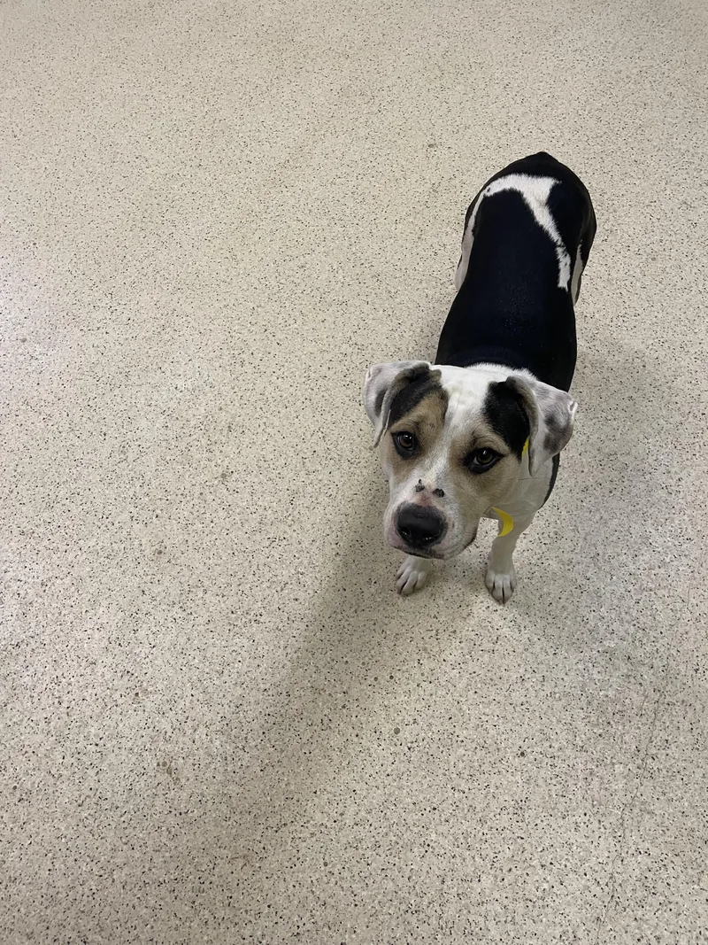 Priscilla thumbnail 2