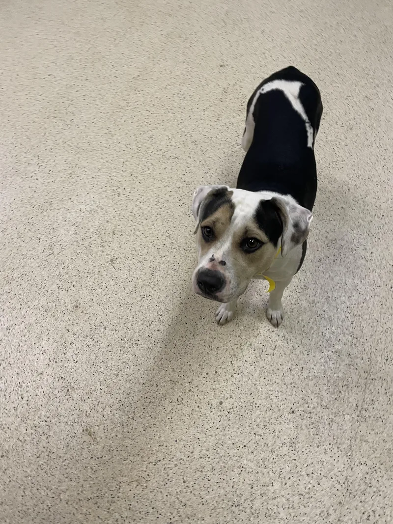 Priscilla thumbnail 3