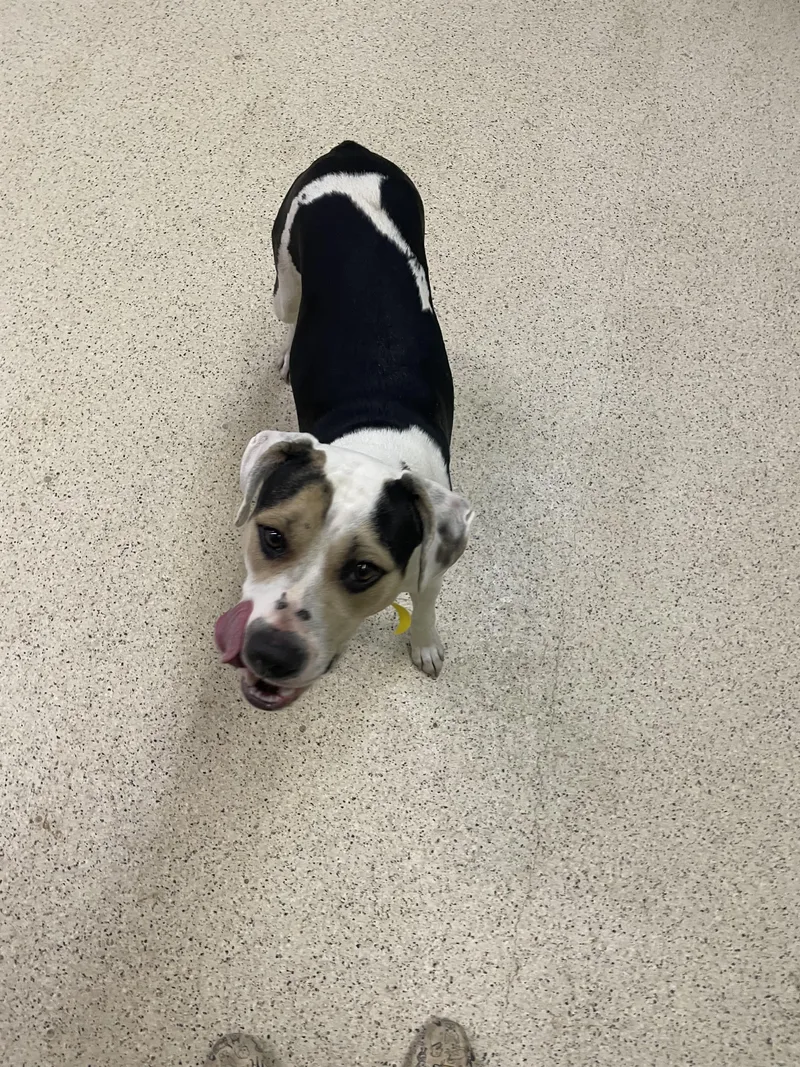 Priscilla thumbnail 4