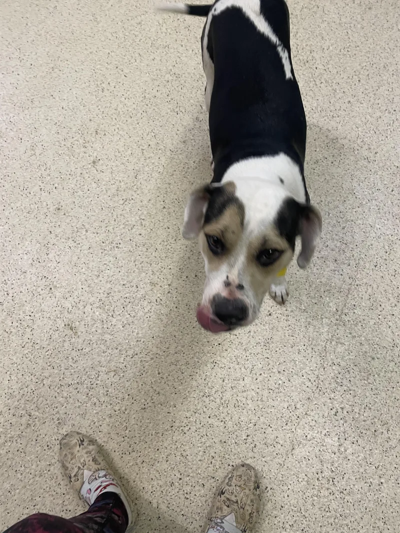 Priscilla thumbnail 5