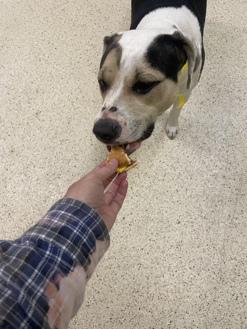 Priscilla thumbnail 6