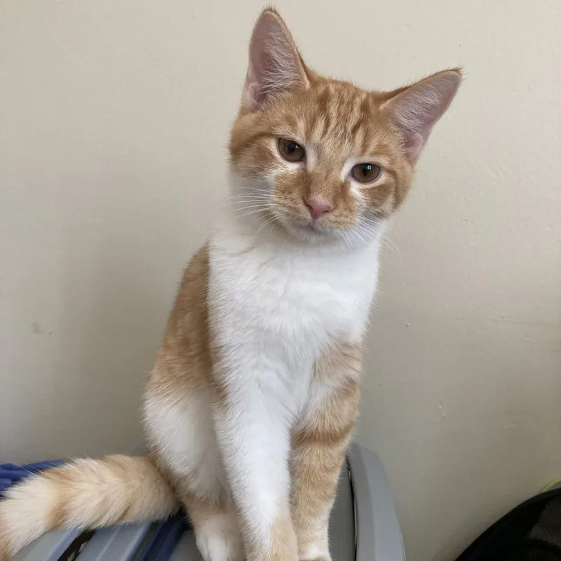 A baby medium-sized male Orange / Red Domestic Short Hair cat named Angirus for adoption in Medina, OH