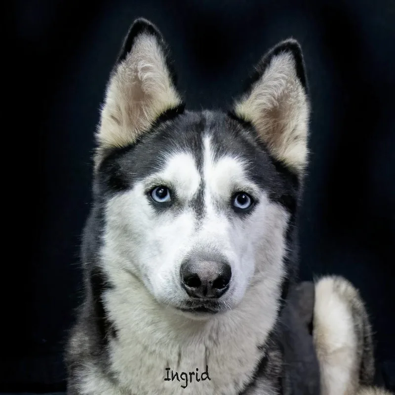 An adult medium-sized female Husky dog named Ingrid for adoption in Manchester, CT