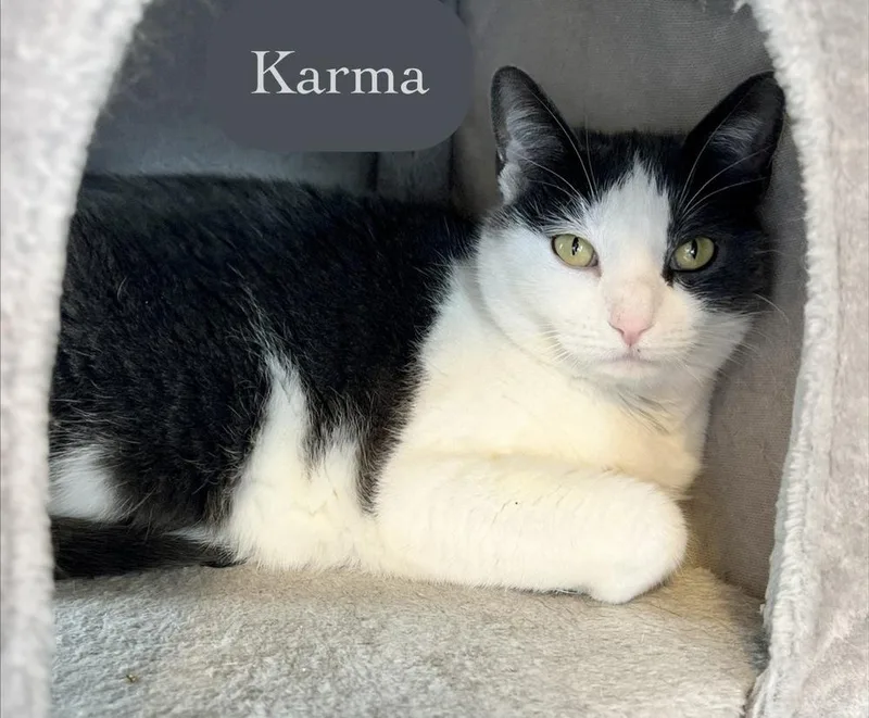 An adult medium-sized female Gray & White Domestic Short Hair cat named Karma for adoption in Chalfont, PA