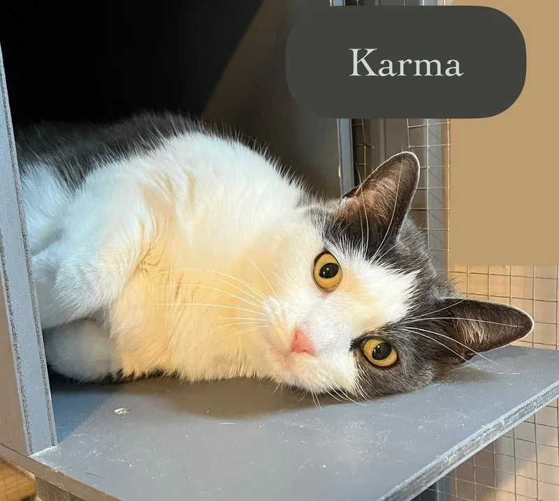 Karma thumbnail 2