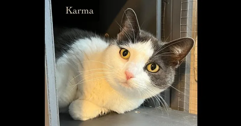 Karma thumbnail 3