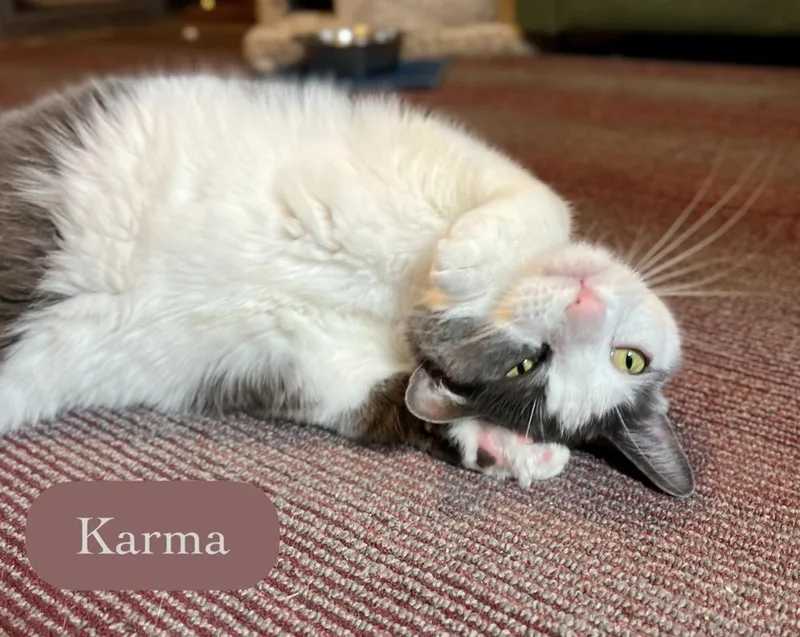 Karma thumbnail 4