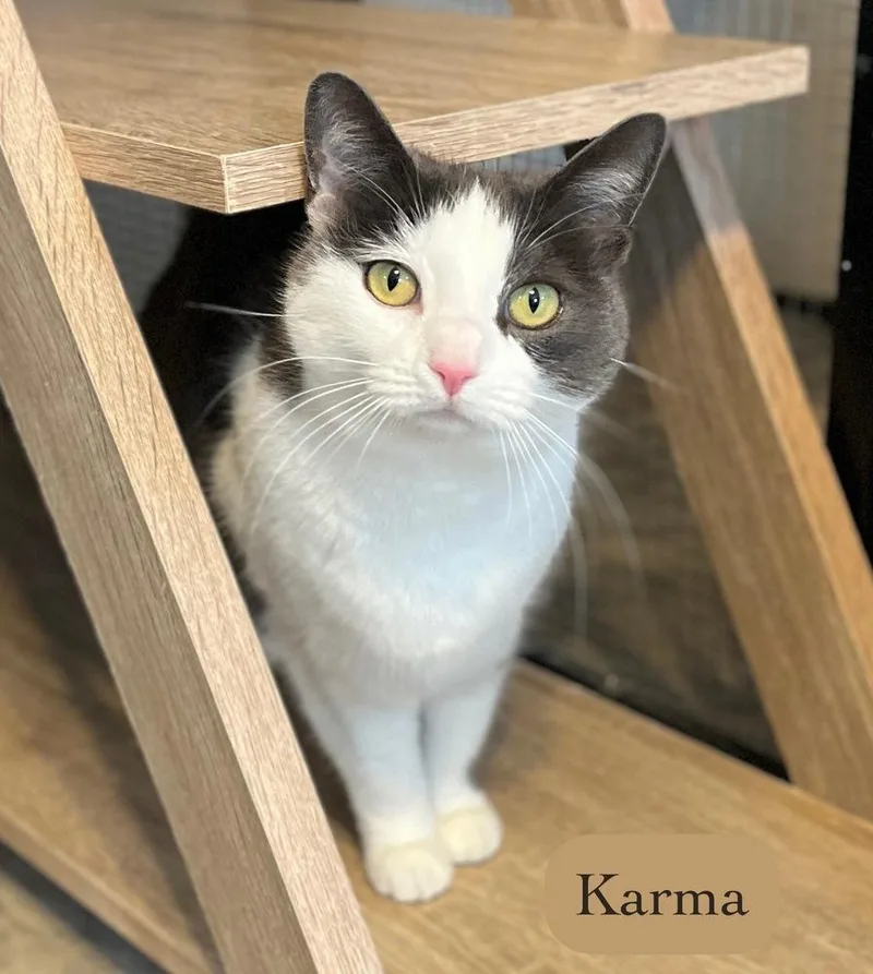 Karma thumbnail 5