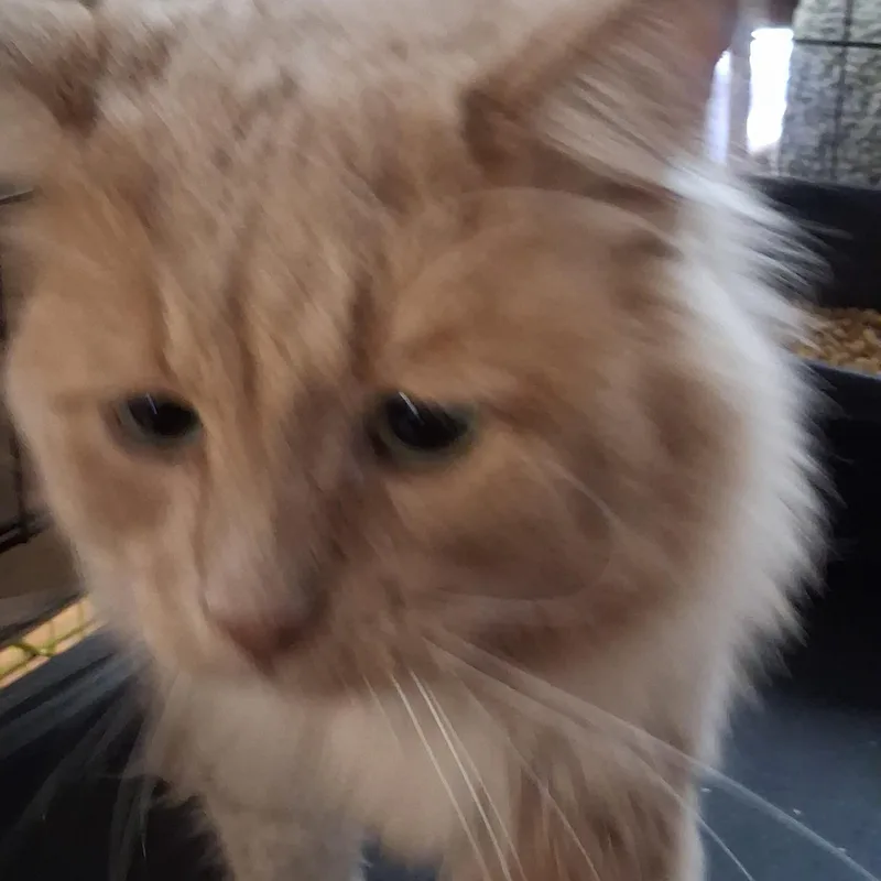 An adult large-sized male Orange & White Domestic Long Hair cat named Valentino for adoption in Coldwater, MI