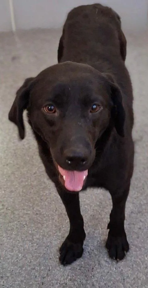 An adult medium-sized female Labrador Retriever dog named Bambi for adoption in Covington, VA