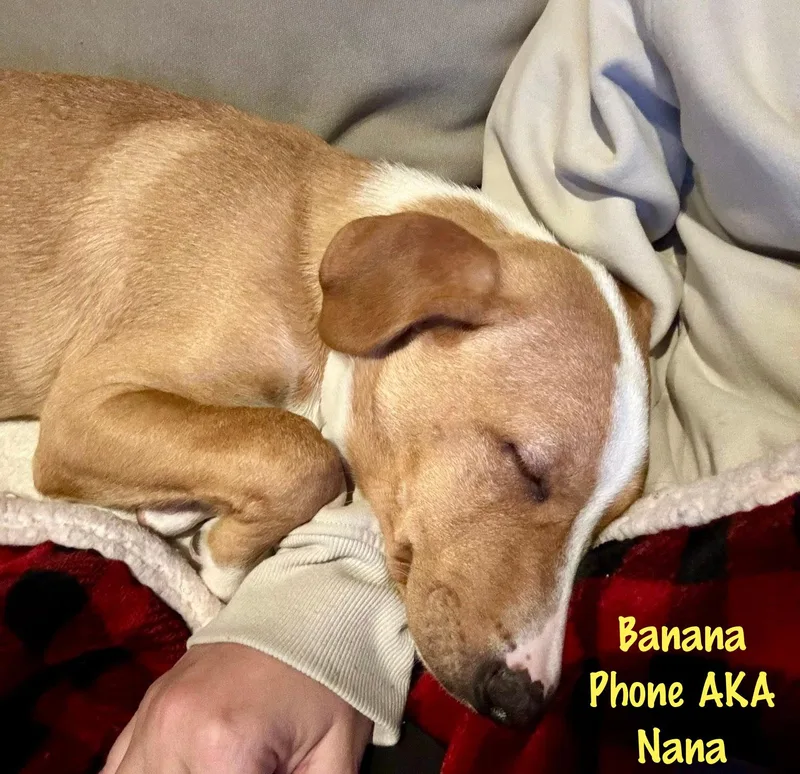 Banana Phone Aka Nana thumbnail 2