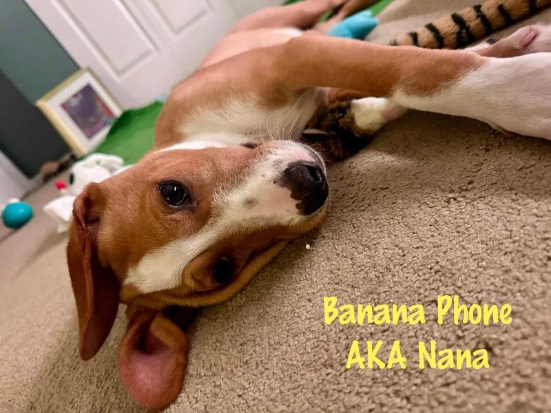 Banana Phone Aka Nana thumbnail 3