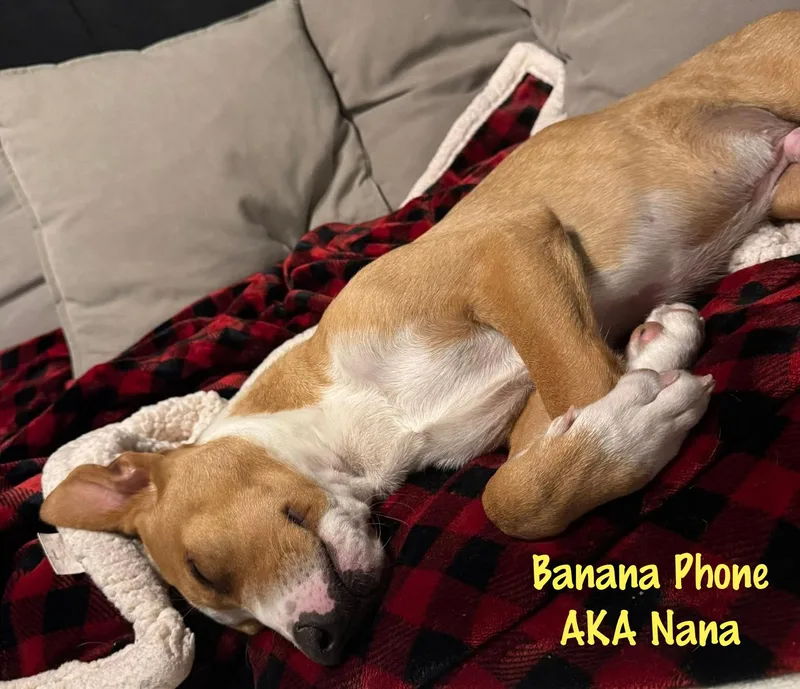 Banana Phone Aka Nana thumbnail 4