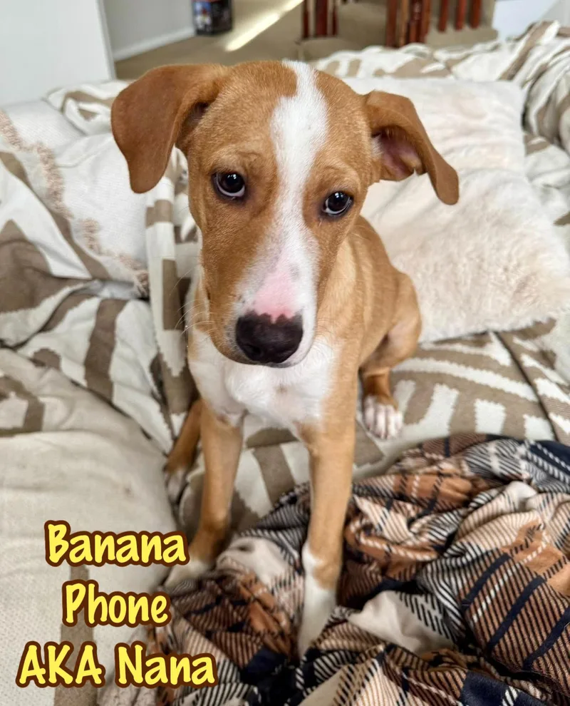 Banana Phone Aka Nana thumbnail 5