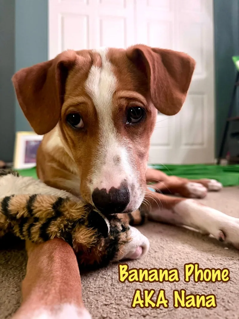 Banana Phone Aka Nana thumbnail 6