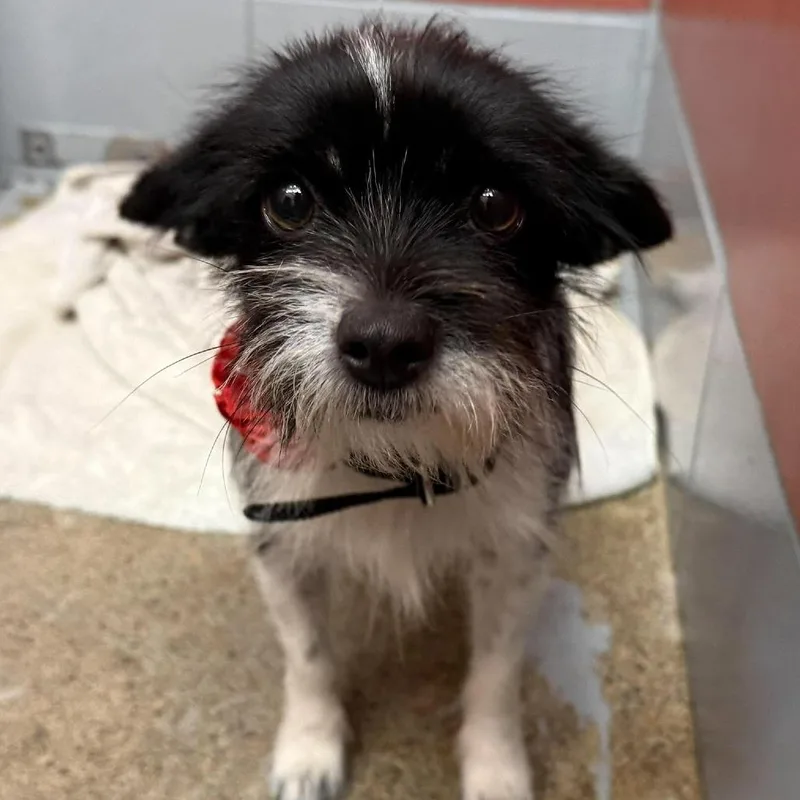 A young small-sized female Black Chihuahua dog named Honey for adoption in Tacoma, WA