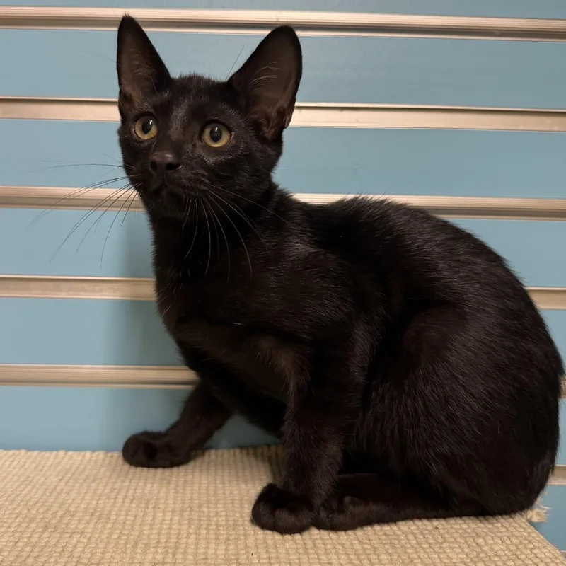 A baby small-sized male Brown / Chocolate Domestic Short Hair cat named Meowth for adoption in Naples, FL
