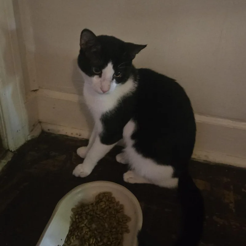 A young medium-sized male Black Domestic Short Hair cat named Panda for adoption in Winston-Salem, NC