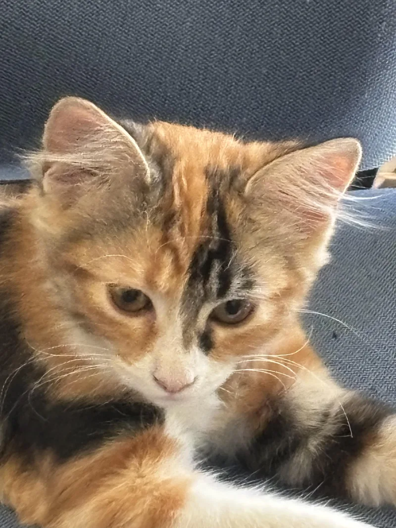 Cali