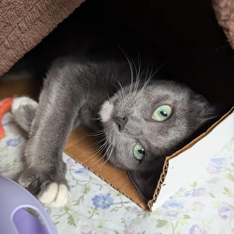 Ru @ Fat Cat thumbnail 3