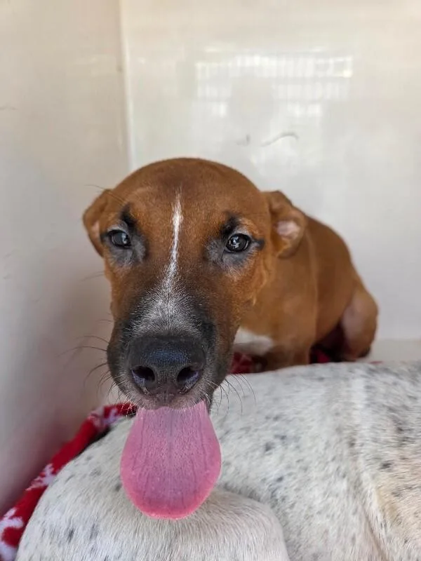 An adult medium-sized male Brown / Chocolate Mixed Breed dog named Grant for adoption in Mobile, AL
