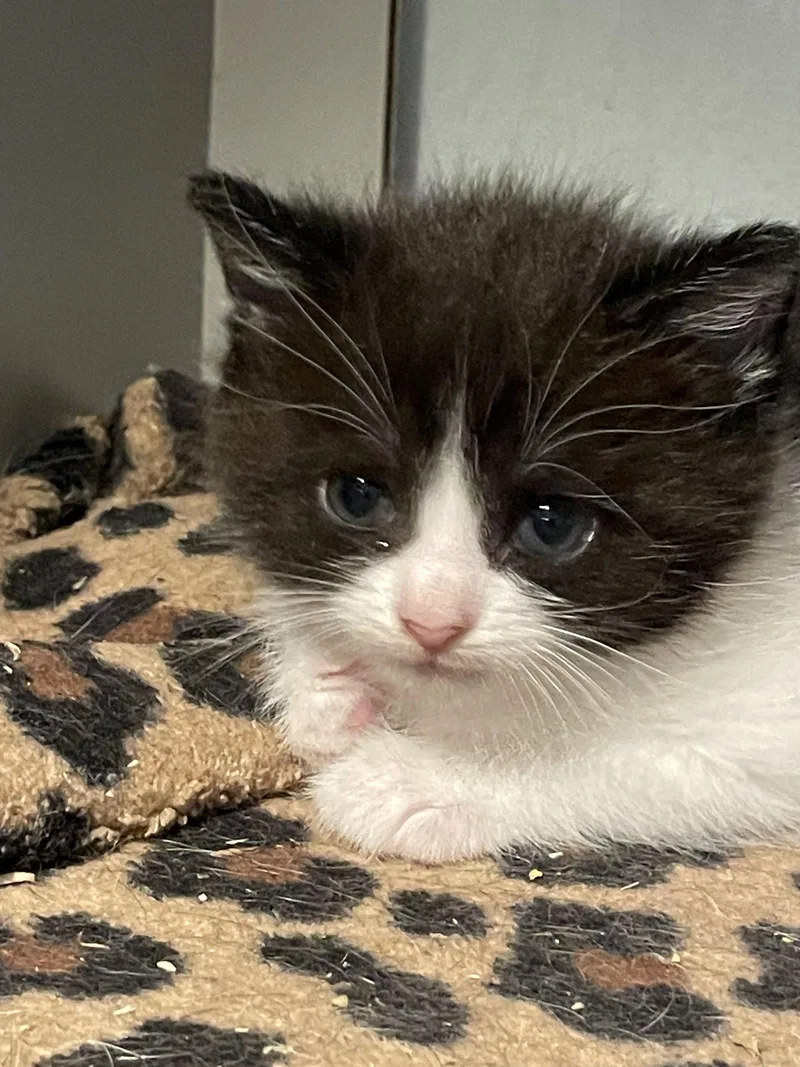A young medium-sized male Black & White / Tuxedo Domestic Short Hair cat named Bruce for adoption in Flint Hill, VA