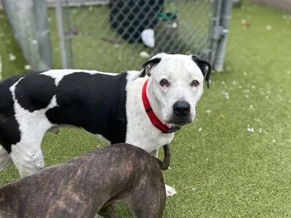 A senior medium-sized male American Bulldog dog named Coach for adoption in Gainesville, FL