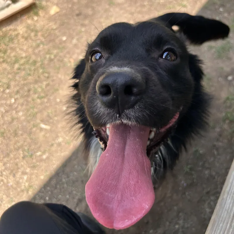 A young medium-sized male Black Border Collie dog named Murphy for adoption in The Colony, TX