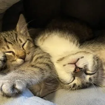 A baby medium-sized male Tabby (Buff / Tan / Fawn) Tabby cat named Geordi Sweet and for adoption in Hoquiam, WA