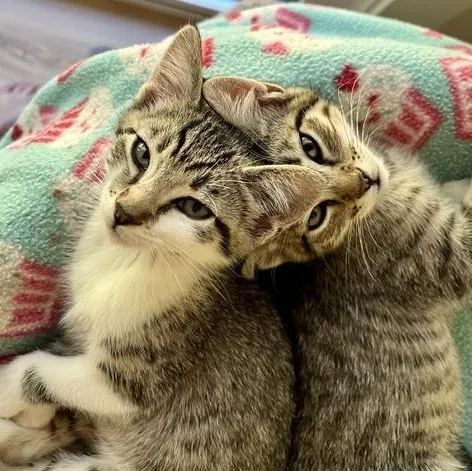 Geordi  Sweet and thumbnail 2