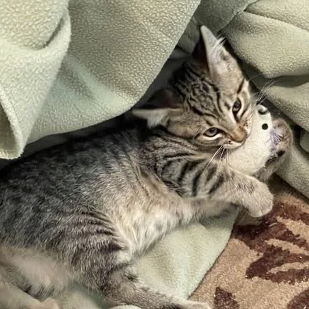 Geordi  Sweet and thumbnail 3