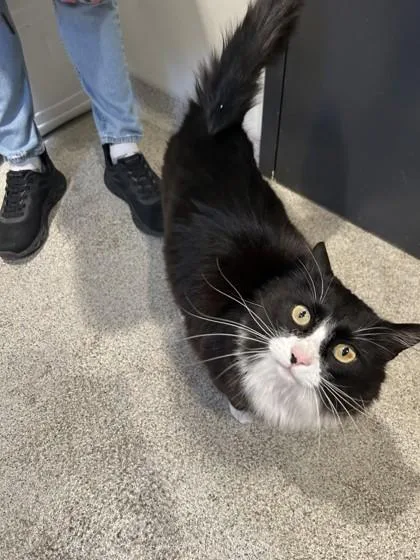 An adult large-sized male Domestic Long Hair cat named Ernest for adoption in Hamilton, MT