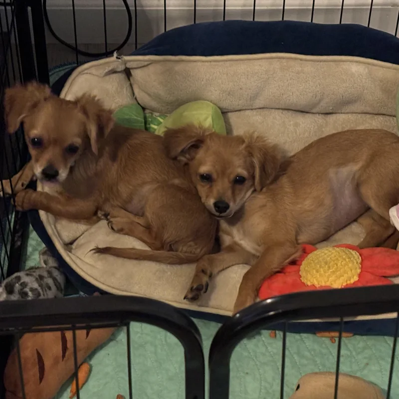 A baby small-sized female Golden Chihuahua dog named Louise for adoption in Lancaster, CA