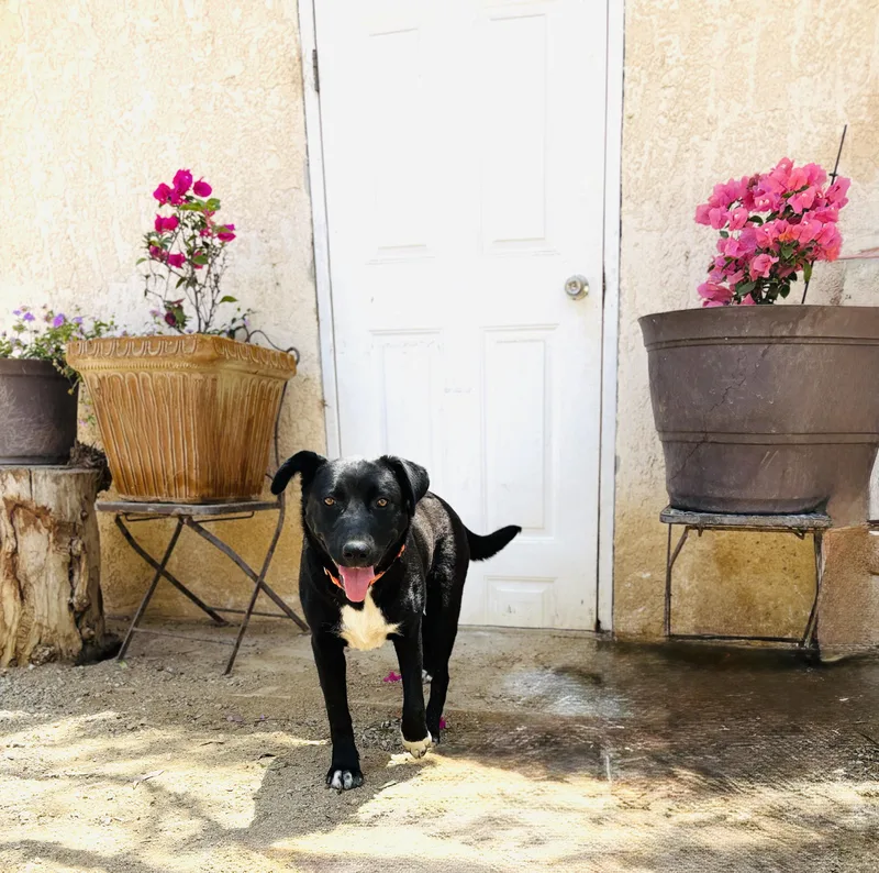 Ruby Aka Black Betty thumbnail 3